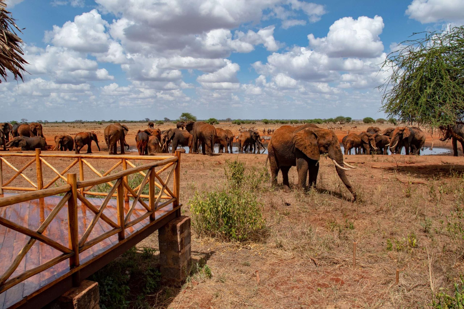 Kenya safari landscape