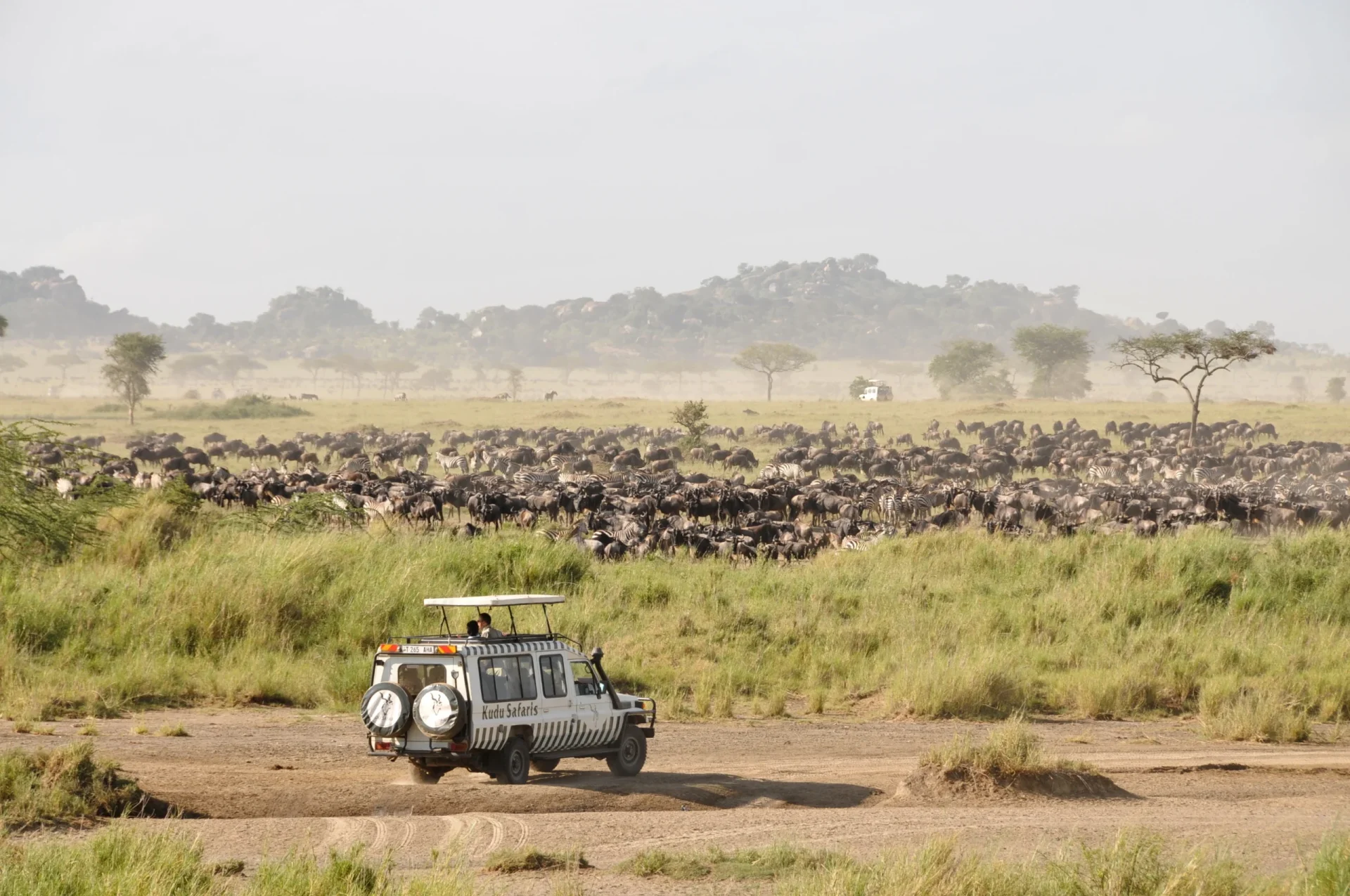 Wildebeest herd on the Kenyan plains
