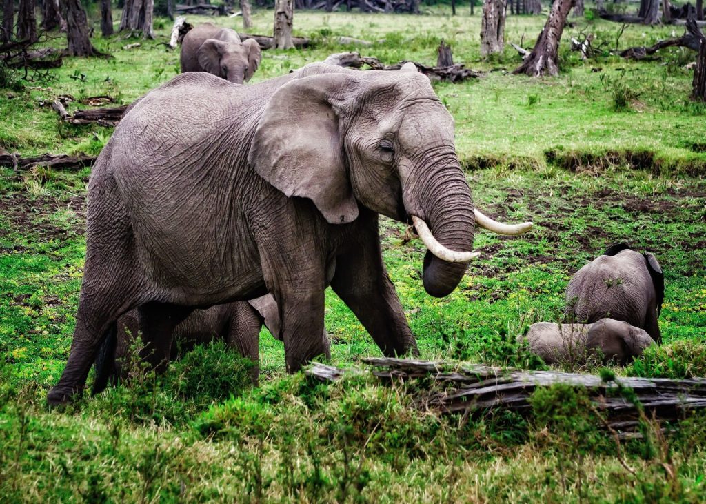 Kenya, November 2026